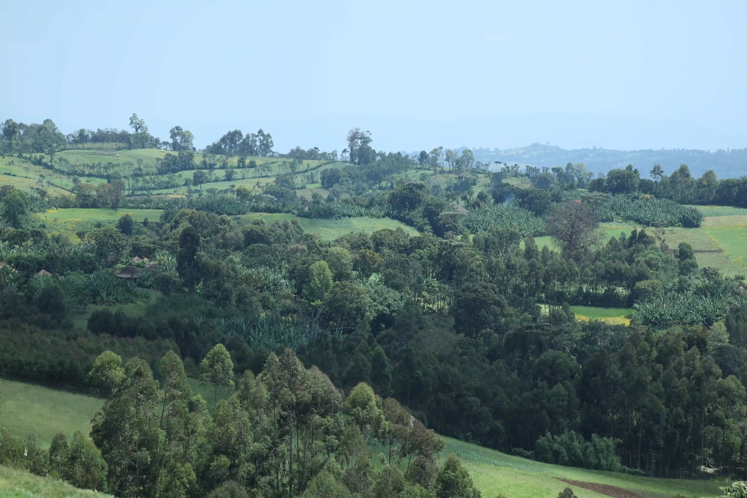 Gori Gesha Plantation